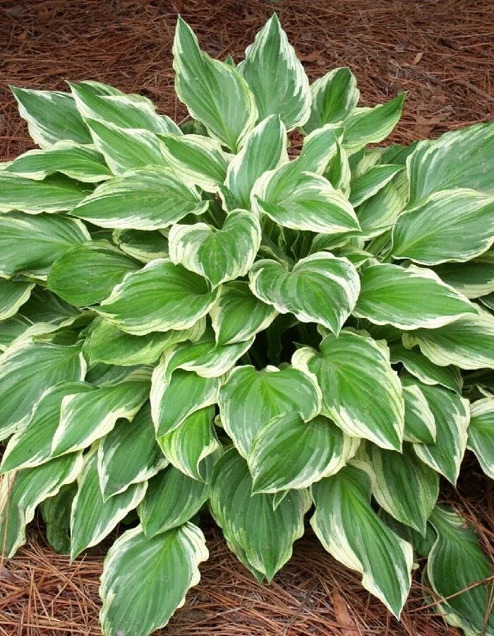Что такое хоста компьютера. Хоста undulata albomarginata. хоста белоокаймленная (hosta albomarginata). хоста волнистая альбомаргината. хоста санни халцион.