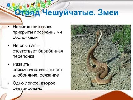 Немигающий взгляд змеи