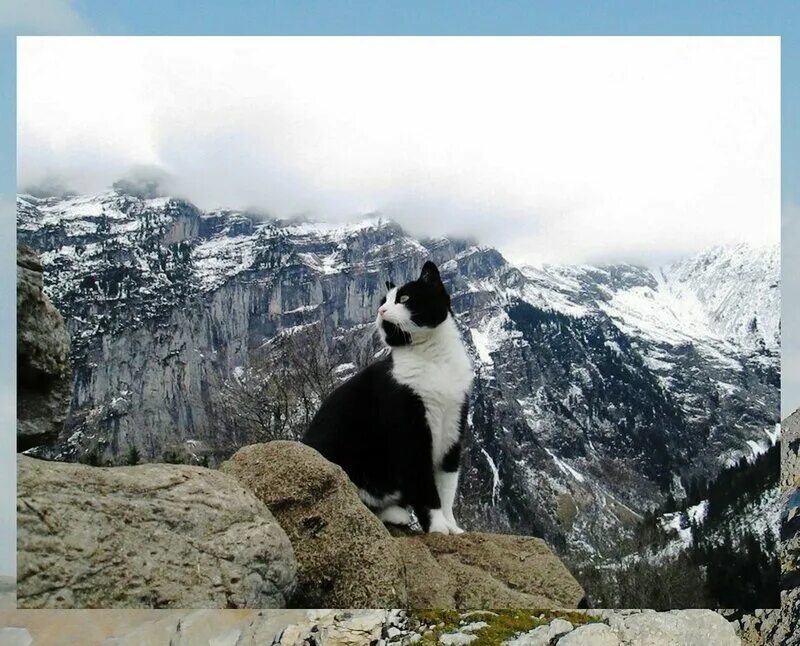 Большие кошки в горах. Большие кошки в горах. Снежный барс. Коты на природе. Кот на горе.
