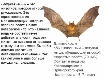 К какому животному относится имя