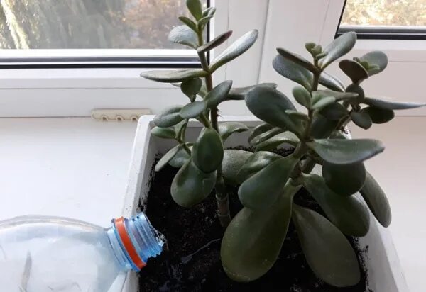 Как часто поливать толстянку. Как часто поливать толстянку. Как часто поливать толстянку. Толстянка денежное. Фикус толстянка.