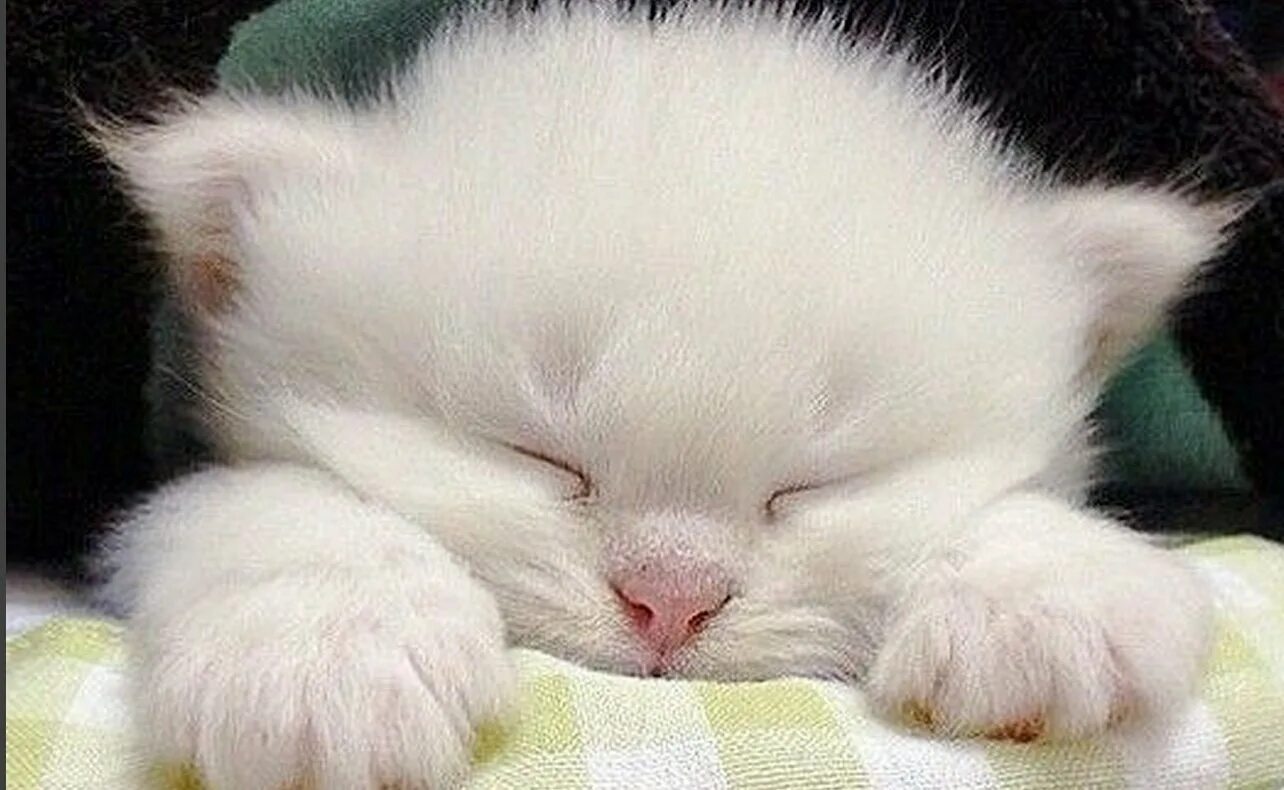 Спокойно з. Спокойной ночи. Открытки спокойной ночи. Спокойной ночи картинки красивые. Спокойной ночи котики.