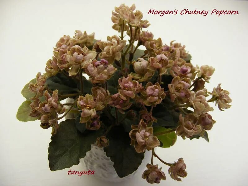 Фиалки morgan s. Фиалка morgan&#039;s chutney popcorn. фиалка морган попкорн. фиалка морган чатни попкорн. фиалка морганс попкорн.