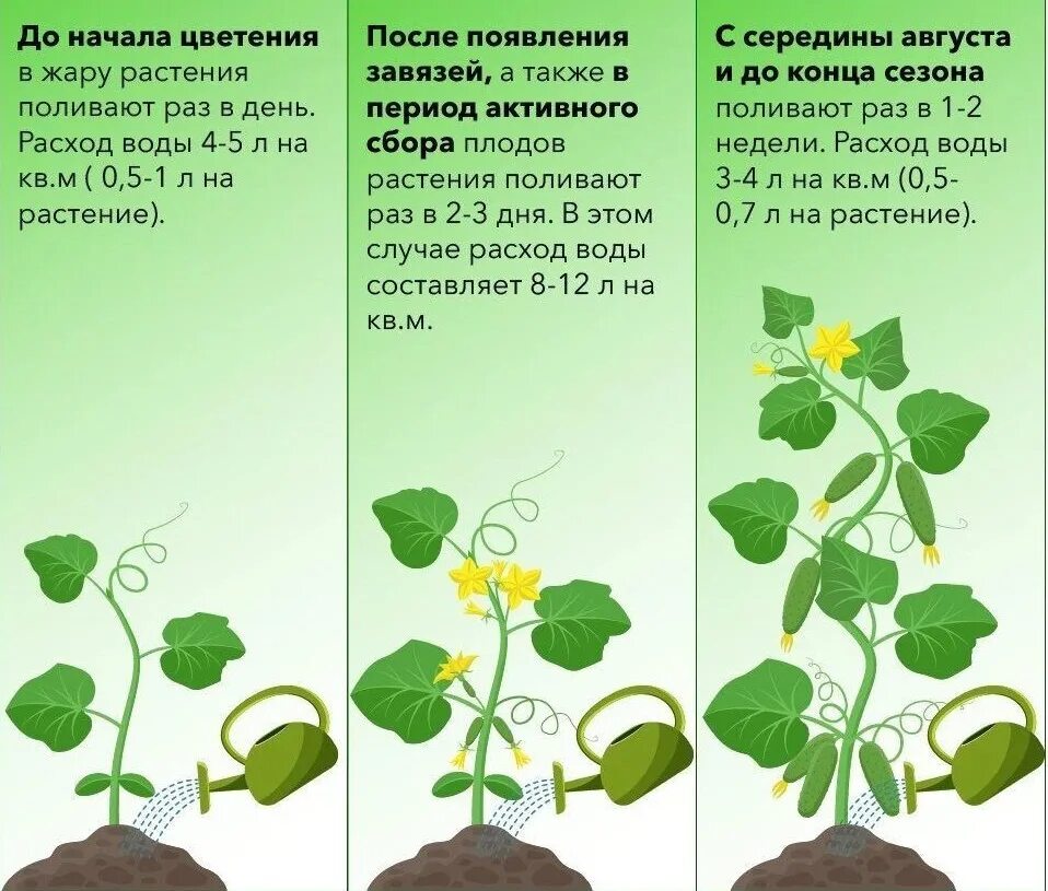 Количество воды для полива. Поливная норма для огурца в открытом грунте. Огурцы в теплице. График полива овощей. Таблица полива растений.