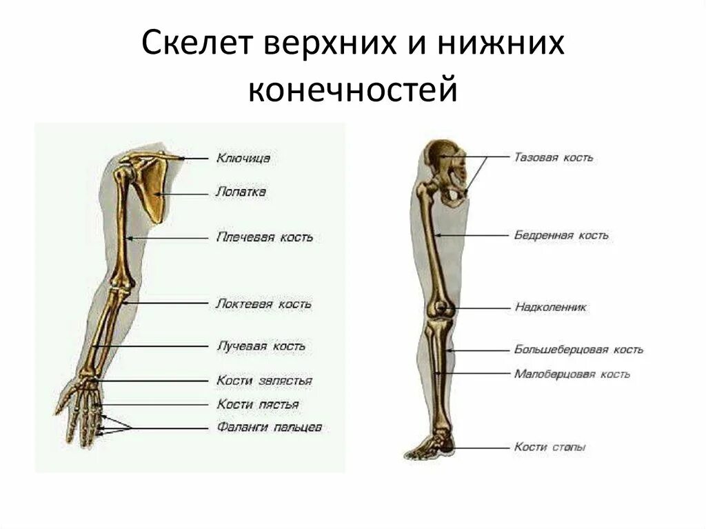 Относится нижних конечностей. Скелет верхней конечности и нижней конечности. Строение скелета верхней конечности (отделы и кости). Строение скелета нижней конечности анатомия. Кости составляющие скелет свободной верхней конечности.