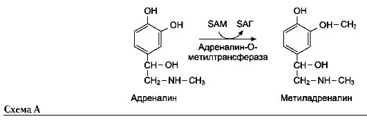 Тирозин дофа дофамин. Метилирование норадреналина в адреналин. Адреналин формула химическая. Адреналин путь. Адреналин химическая структура.