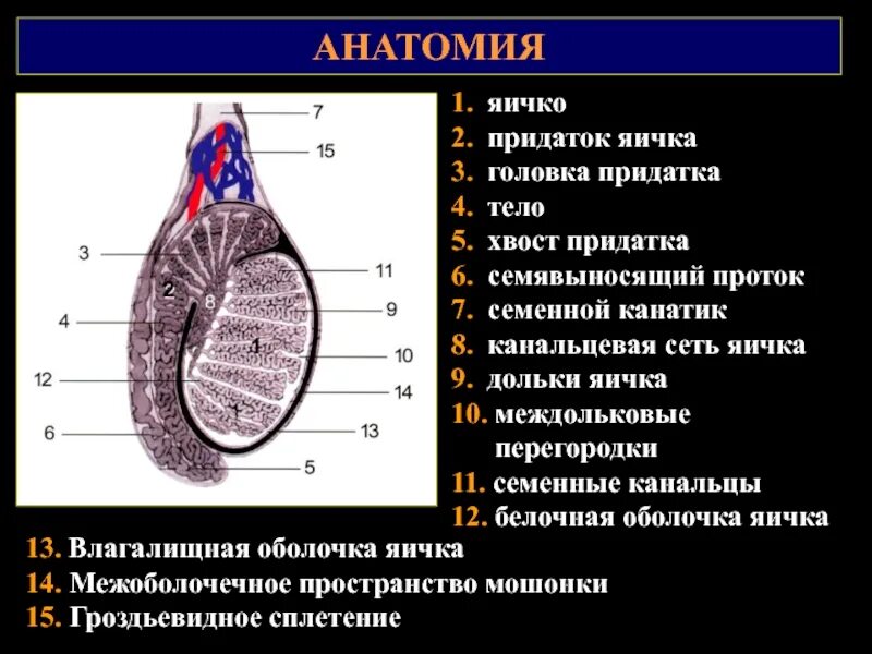 Семенной канатик анатомия. Семенной канатик анатомия строение. Топография и анатомия яичка и придатка. Строение яичка семенной канатик. Строение канатика семенника.