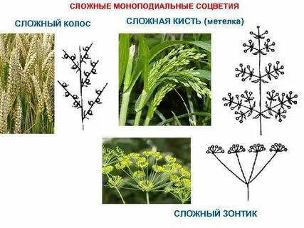 Какие растения соцветия метелка