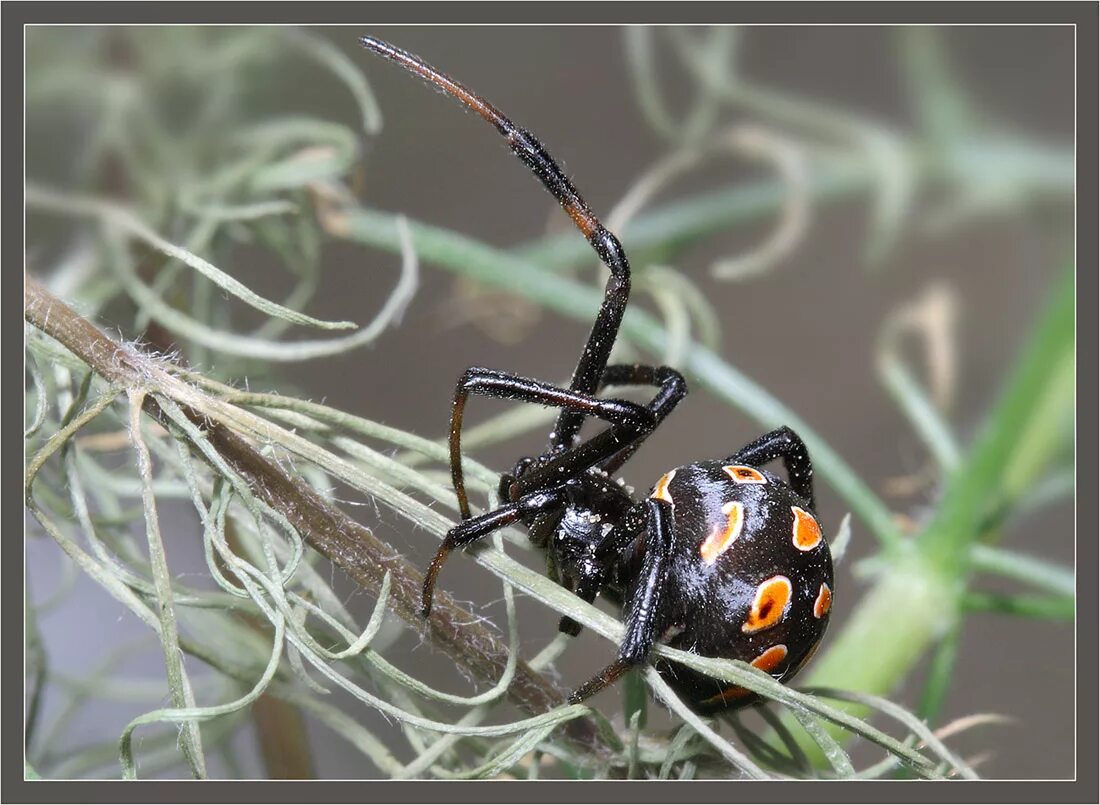 Каракурт вдова. Каракурт паук. Каракурт (Latrodectus tredecimguttatus). Каракурт черная вдова. Паук Каракурт черный.