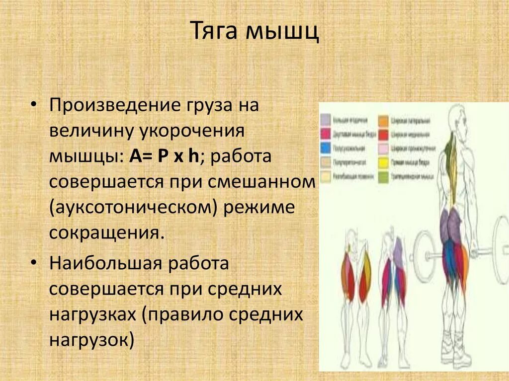 Сила тяги мышцы это
