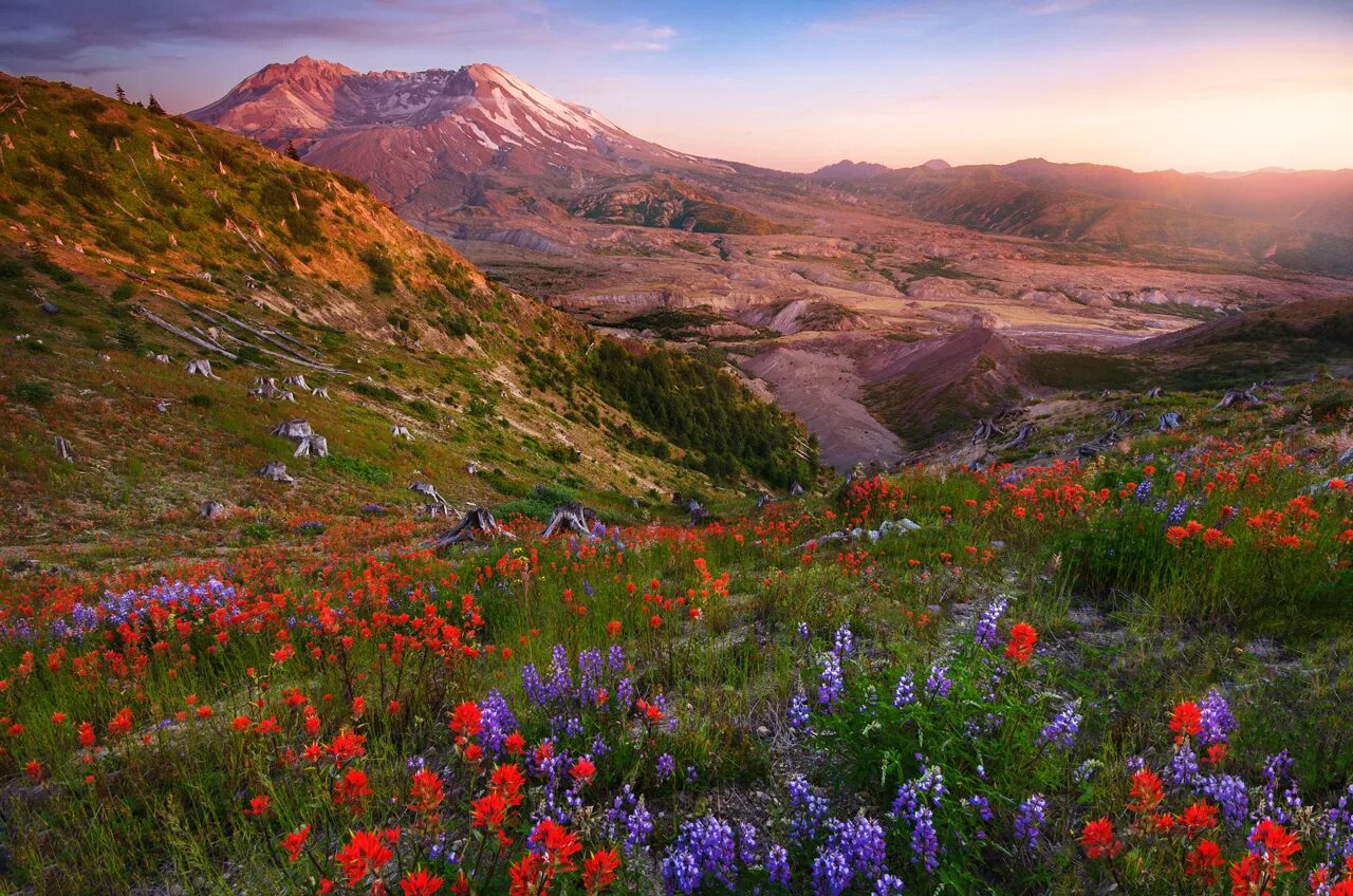 индия гималаи нанда деви долина цветов. долина трав. альпийские луга словакии. высокогорные альпийские луга алтай. поляна в горах.