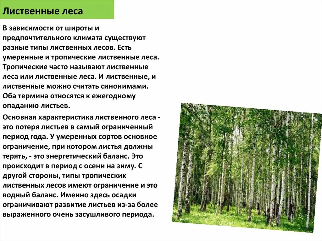 Характер увлажнения и теплового режима широколиственных лесов. Характер увлажнения и теплового режима широколиственных лесов