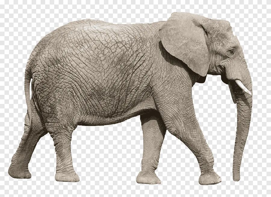 Стоящий слоник. Индийский слон вид сбоку. Африканский слон вид сбоку. Слон на белом фоне. Слон в профиль.