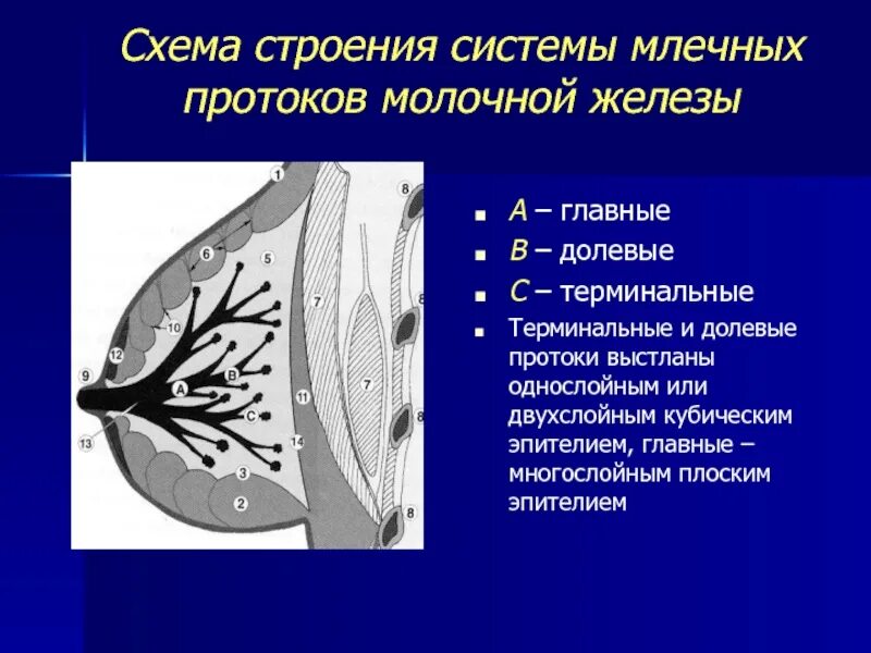 Расширен проток. Строение млечных протоков. строение протоков молочной железы. расширение млечных протоков молочной железы. строение молочных протоков.