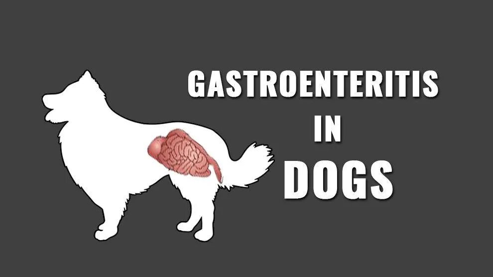 Парвовирусный энтерит собак. Геморрагический гастроэнтерит у собак. Парвовирусный (геморрагический) энтерит. Парвовирусный (геморрагический) энтерит. Гастроэнтерит у животных.