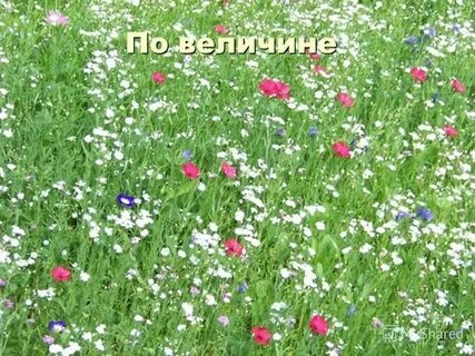 Песня наш ковер цветочная