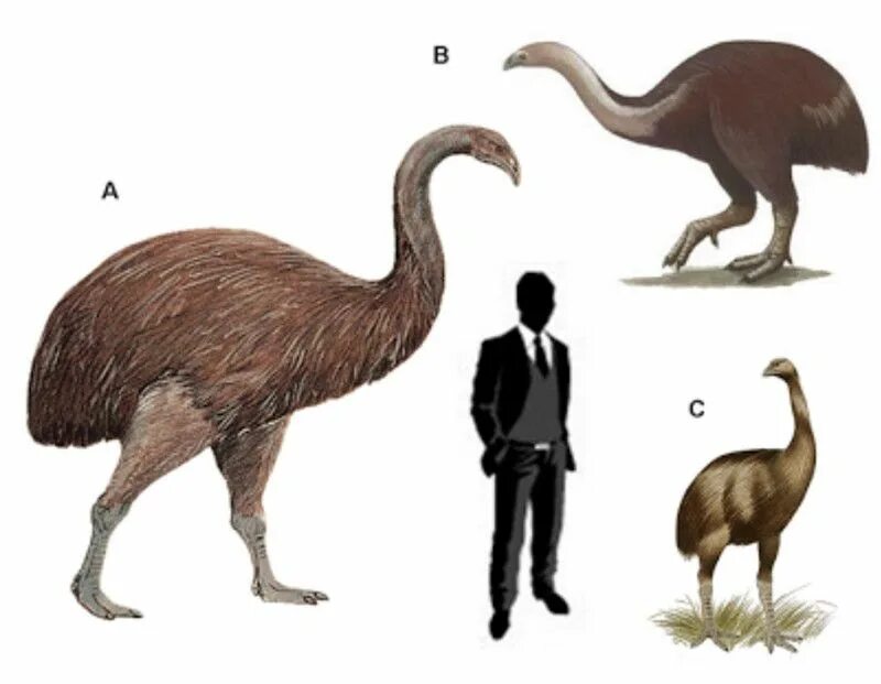 МОА вымершая птица. Фороракос Эпиорнис. Гигантская птица МОА. Новозеландская МОА. На рисунке изображена реконструкция фороракоса крупной