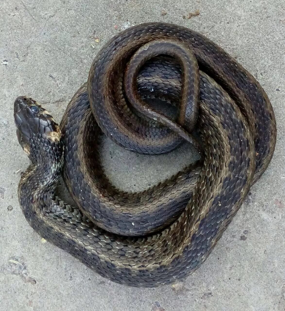 Обыкновенный гибрид. Водяной уж (Natrix tessellata). Уж водяной и уж обыкновенный. Водяной уж черная МОРФА. Королевский водяной уж.