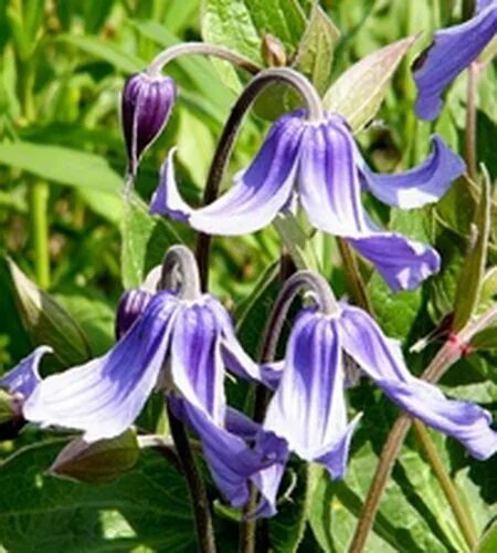 Клематис цельнолистный (Clematis integrifolia ) 3л собств.производство купить за