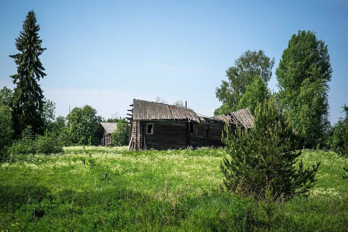 Заброшенный участок. Заброшенный участок земли. Заброшенная дача. Заброшенный дачный участок. Купить земельные в вологодской