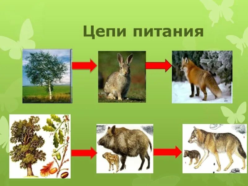 Цепи питания животных леса. Цепь питания в тайге. цепь питания тайги 4. схема цепи питания в тайге. цепь питания животных в тайге.