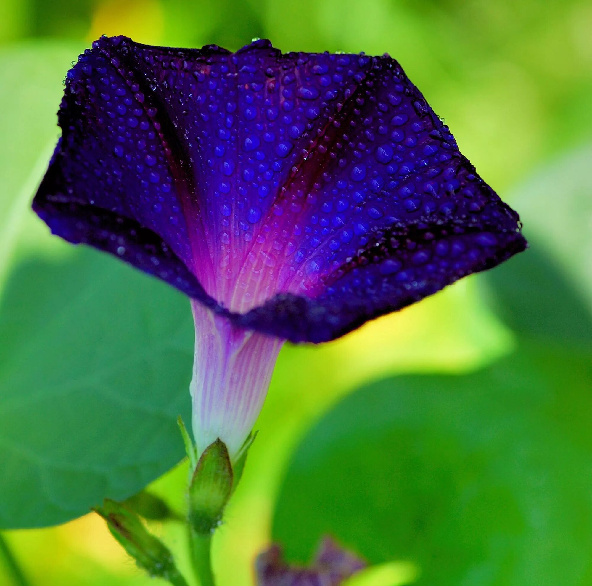 Ипомея фарбитис. Вьюн ипомея. Ипомея фарбитис. Ипомея пурпурная. Ипомелия.