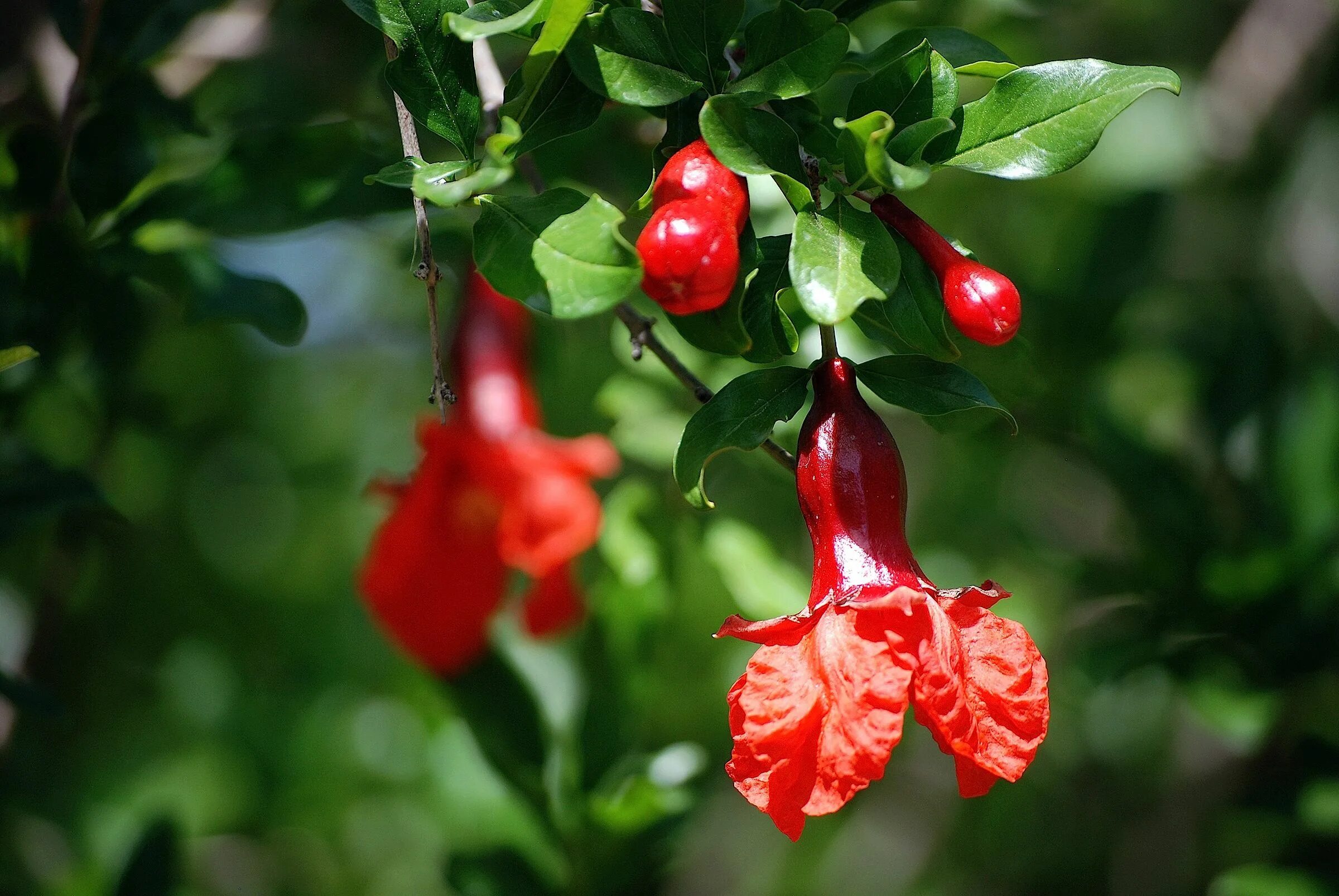 Гранатовое дерево цветет. Гранат цветение куст. Цветущее гранатовое дерево. Pomegranate (punica granatum). Гранатовое дерево цветет.