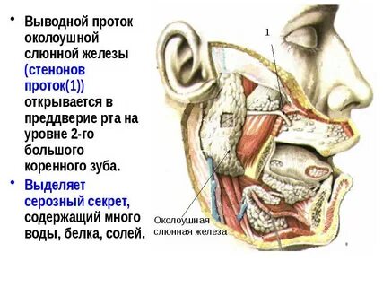Узлы слюнной железы