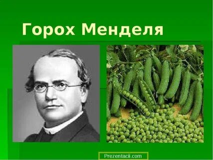 Лабораторная с горохом 7 класс