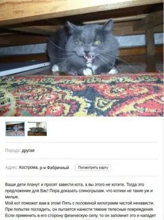 Сдать кота