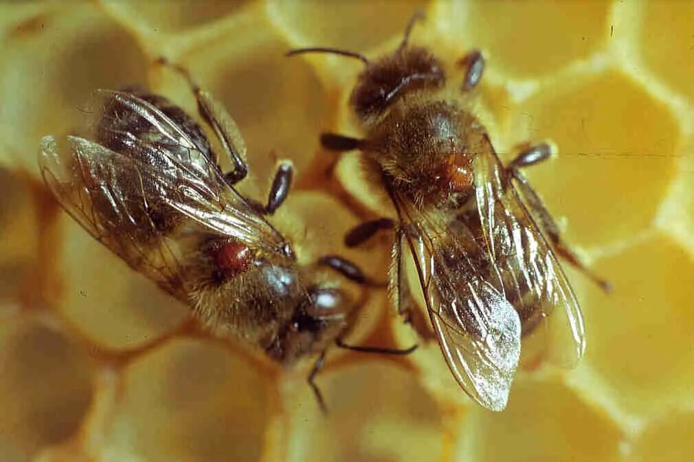 Как еще называют болезнь пчел. Болезнӣ клеш вароа пчёлы. Варроатоз браулез акарапидоз. Клещ варао и акарабидоз.