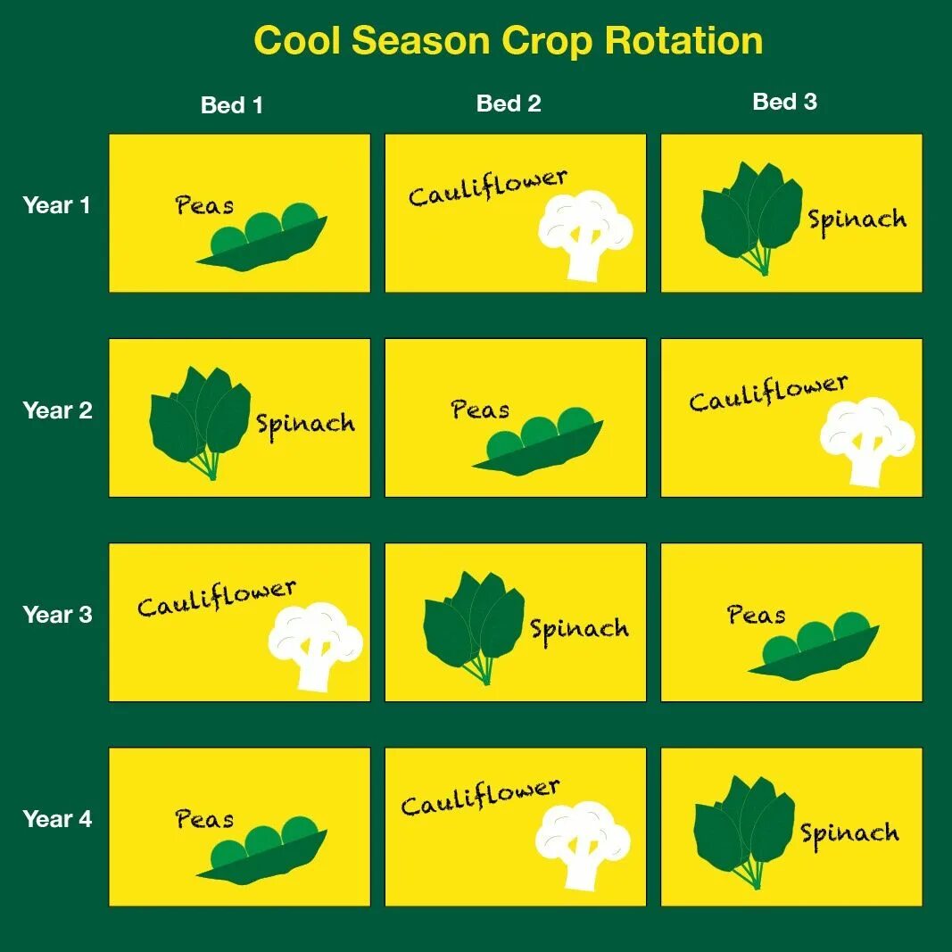 Crop rotation. Севооборот. овощекормовой севооборот crop rotation. crop rotation scheme.