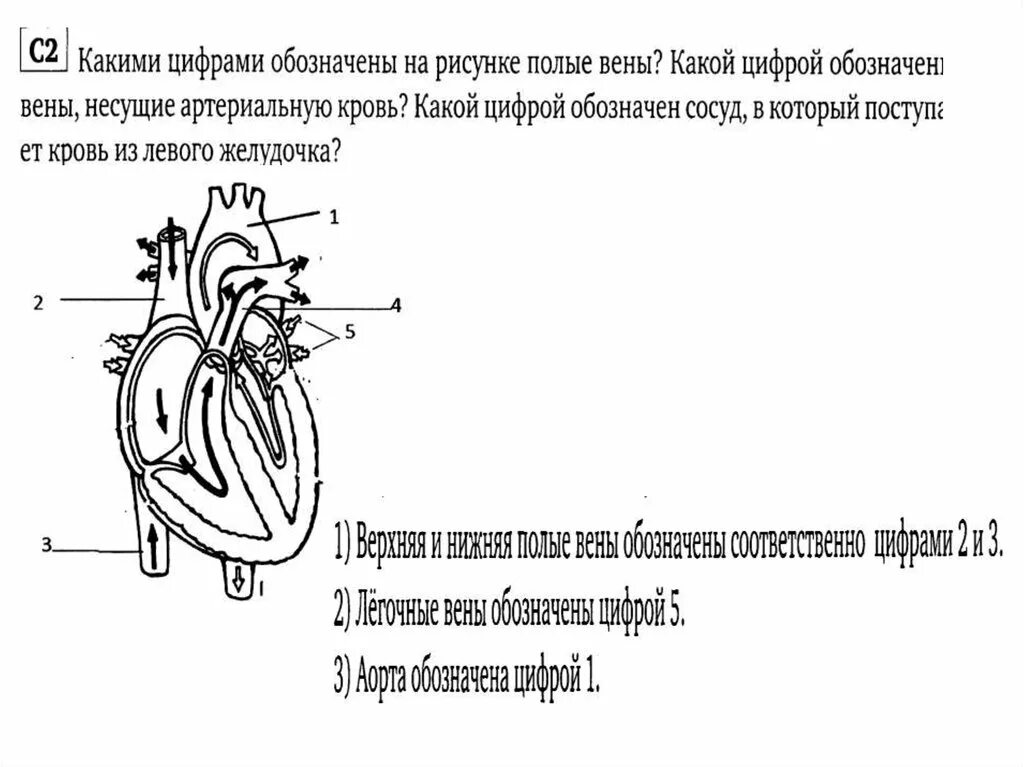 Выбери что обозначено цифрой 5