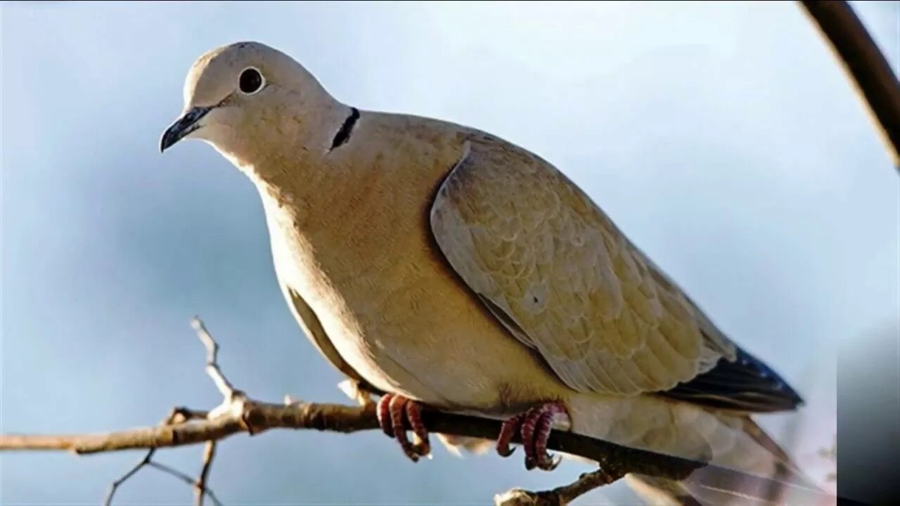 Обыкновенная Горлица (Streptopelia Turtur). Голубь кольчатая Горлица. Птица Горлица кольчатая. Кольчатая Горлица горлицы