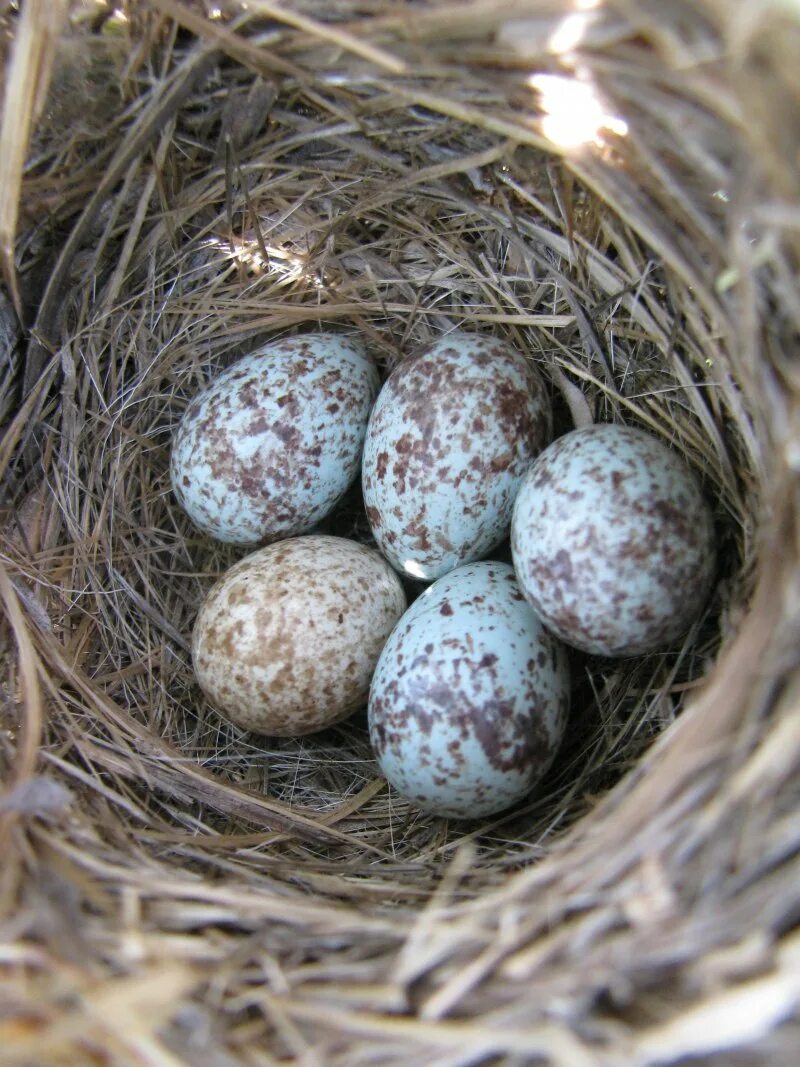 Яйца птиц. Голубые птичьи яйца. Яйца лесных птиц. Красивые птичьи яйца. Bird яйца