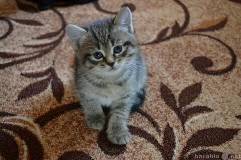 Авито животные смоленская