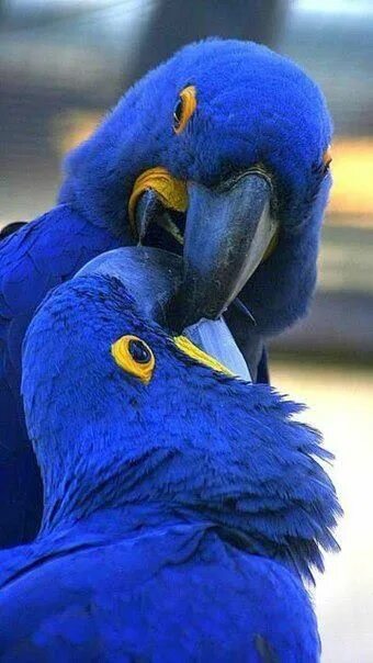 Download wallpapers Hyacinth macaw, HDR, blue parrots, wildlife, macaw, Anodorhy