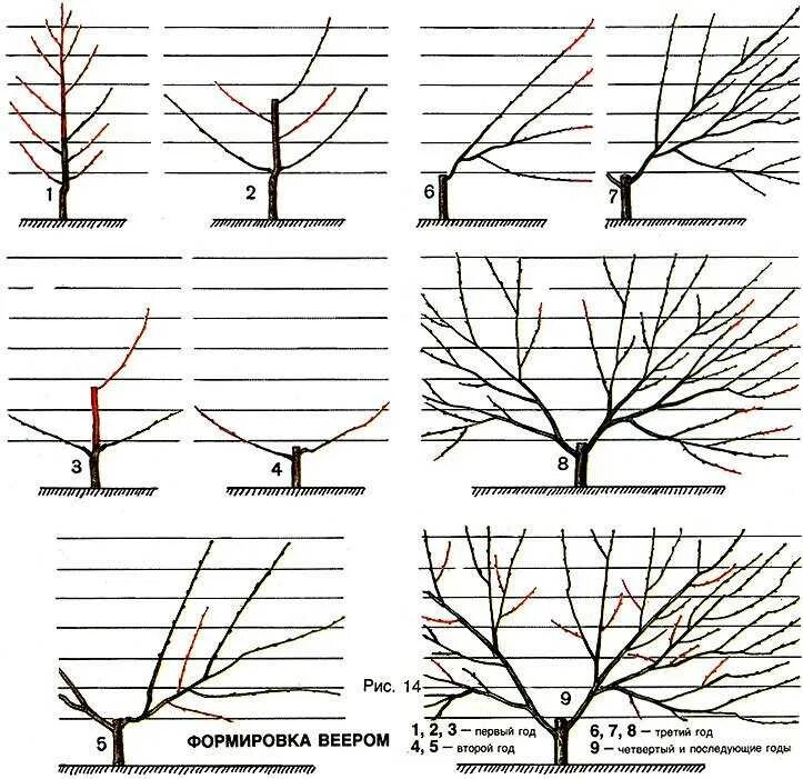 Можно ли обрезать вишню. Обрезка черешни весной схема. Обрезка абрикоса весной схема. Правильная формировка черешни. Формировка кроны черешни.