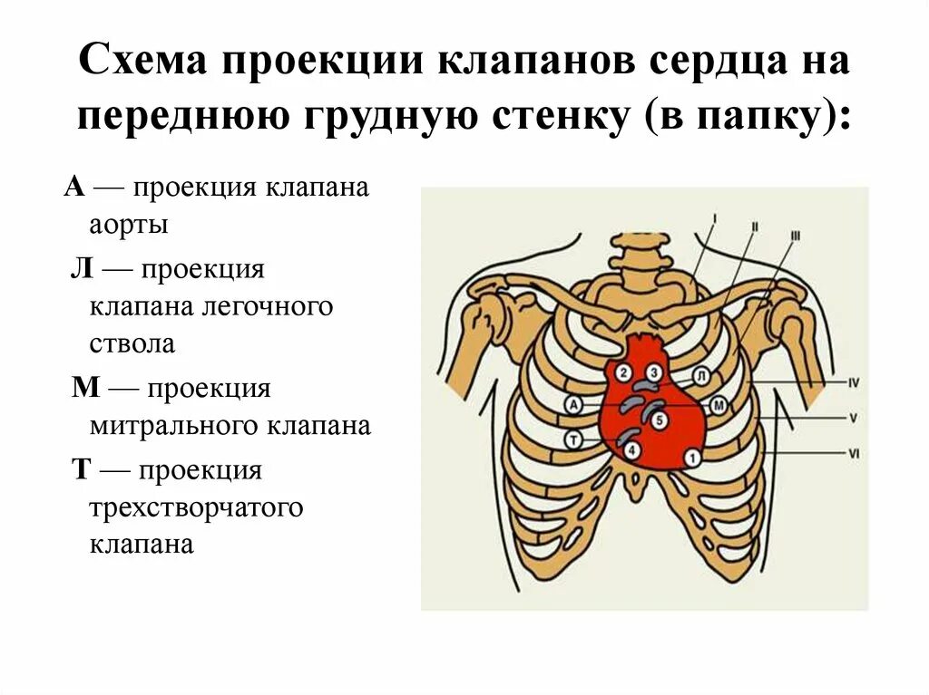 Точки анатомической проекции клапанов сердца. Проекция клапанов сердца и места их выслушивания. Аускультация сердца проекция клапанов. Проекции клапанов сердца на грудную клетку и места выслушивания. Клапаны сердца на грудной клетке