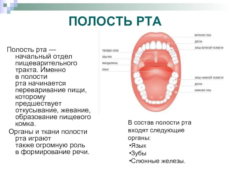 Строение ткани ротовой полости. Ротовая полость (органы, строение стенок). Ротовая полость краткая характеристика. Топографическая анатомия ротовой полости