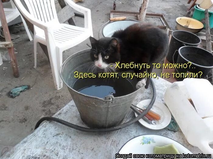 Утопленные котята в ведре. Грех ли топить котят. Грех ли топить котят. Грех ли топить котят. Утопили котят кошка ищет.