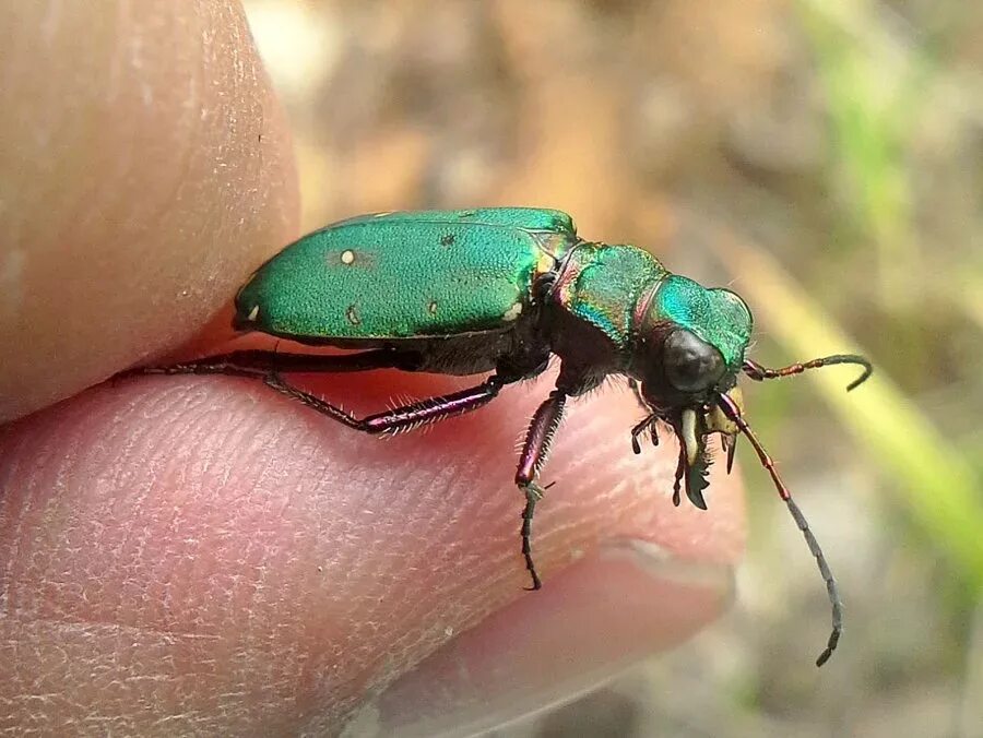 Скакун полевой Cicindela Campestris. Жук скакун полевой зеленый. Скакун Приморский Жук. Тигровый Жук скакун.