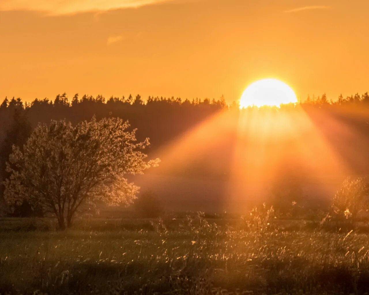 Лес освещенный солнцем. Солнце освещает путь. Солнце между деревьями. Солнце рассвет. Пейзаж освещенный солнцем.