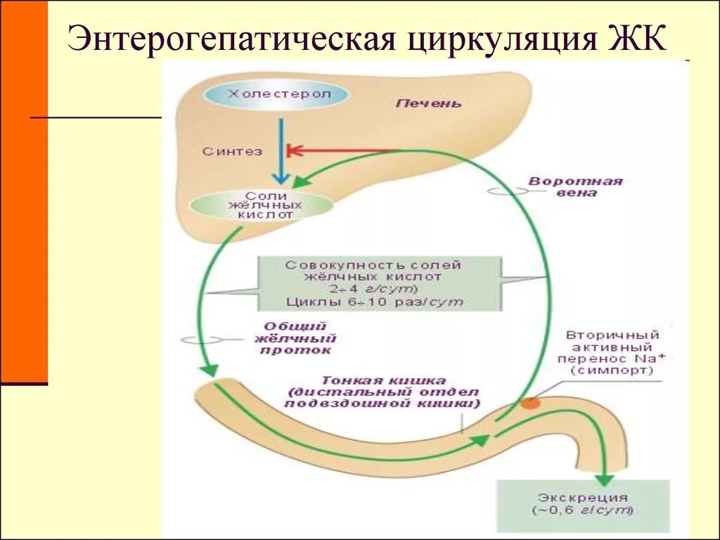 Энтерогепатическая циркуляция желчных кислот. Препараты размыкающие энтерогепатическую циркуляцию желчных кислот. Энтерогепатическая циркуляция желчных кислот схема. Кишечно-печёночная циркуляция жёлчных кислот.