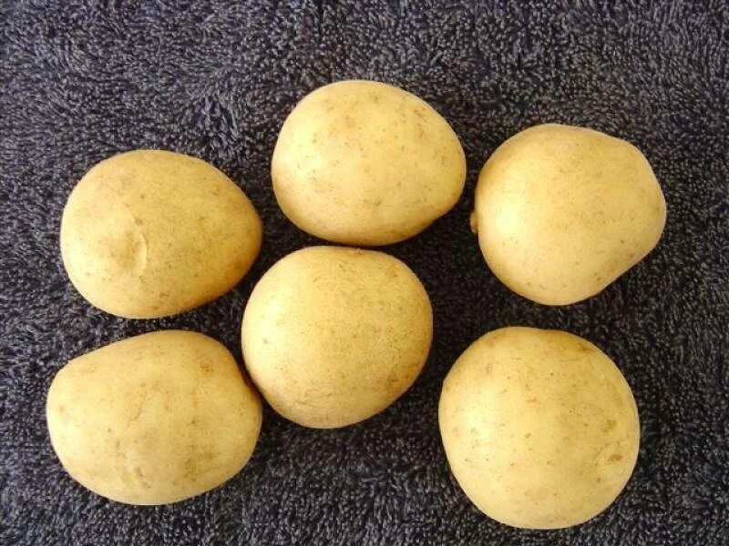 Колобок картофель характеристика отзывы. Сорт картофеля Альма. Сорт картофеля Сатурн. Картофель сорта Командор. Картофель семенной Колобок.