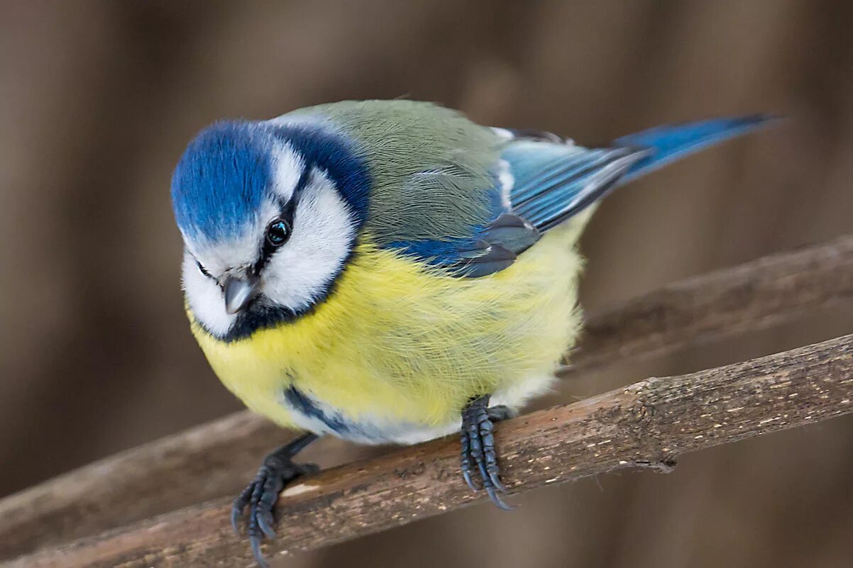 голубая лазоревка. синица лазоревка фото. синица лазоревка подвиды. синица и синичка. синичка лазоревка.