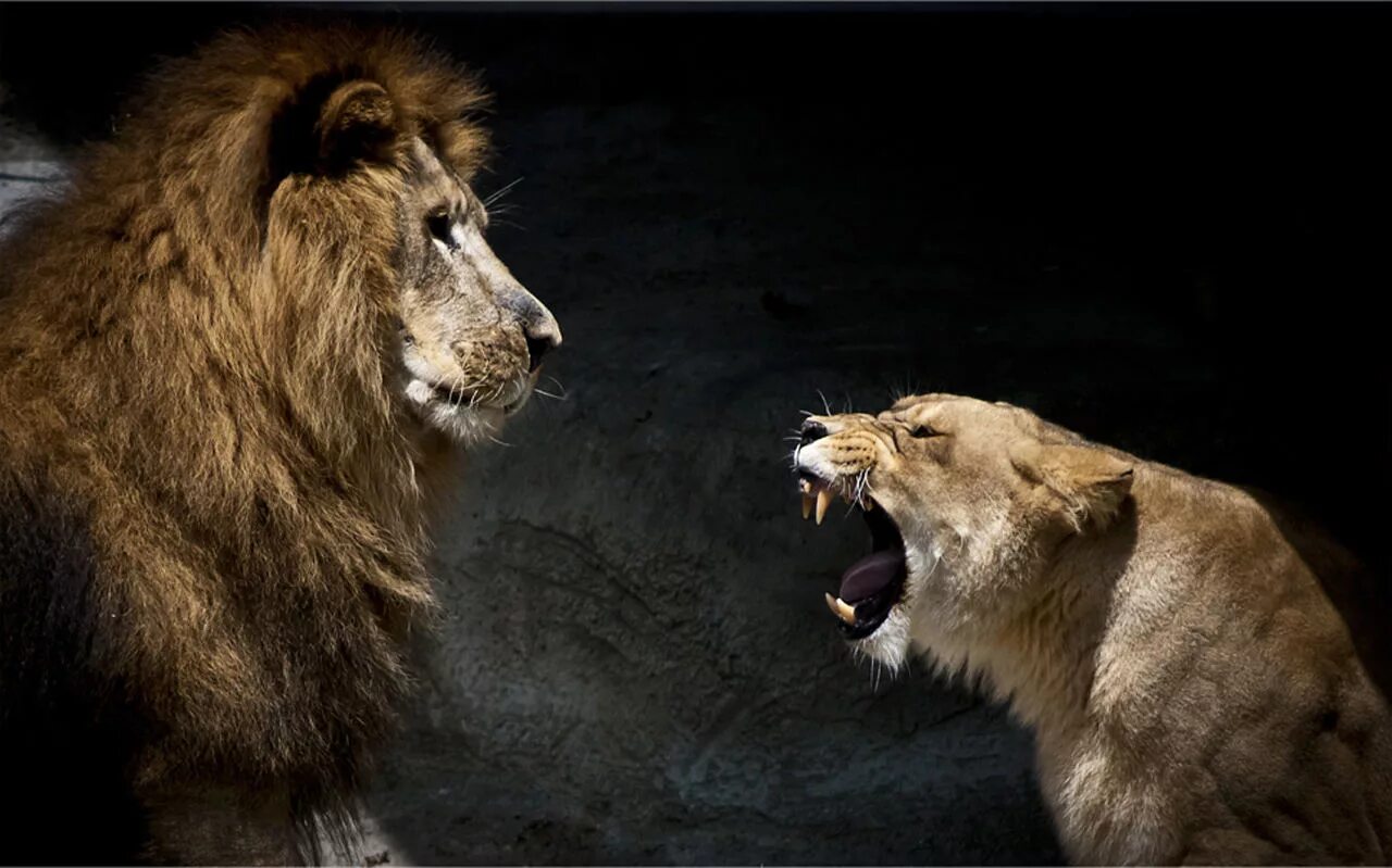 Лев. Спокойствие Льва. Лев фото. Львица.