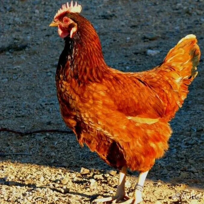 Рыжие куры порода. Рыжие курицы несушки породы. Кубанская красная Несушка. Кубанская красная порода кур. Порода рыжих кур несушек.