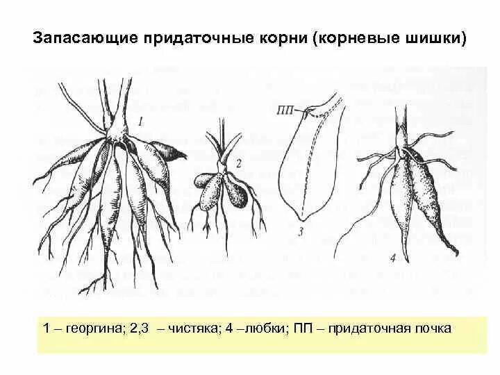 Видоизмененные корни клубеньки. Корнеклубни корневые клубеньки. Георгин корневые клубни. Корневые клубни метаморфоз.