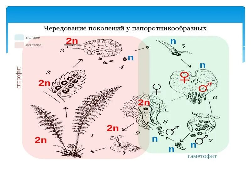 Поколение гаметофит представлено. Чередование поколений у растений. Чередование поколений в жизненном цикле растений. Примеры чередования поколений биология. Чередование поколений у растений таблица.